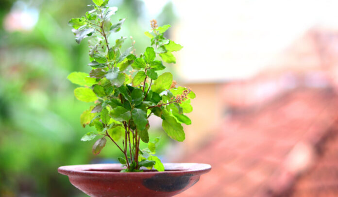 Know the benefits of keeping Tulsi leaves in the home temple Know the benefits of keeping Tulsi leaves in the home temple