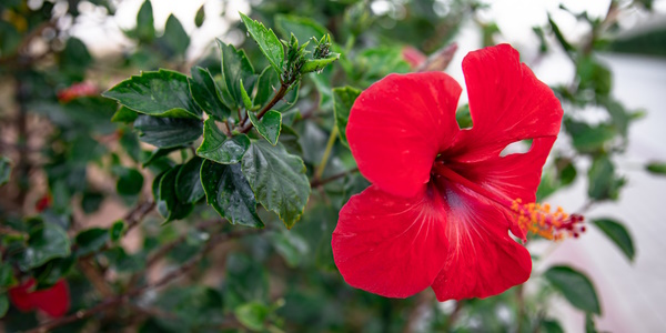Hibiscus flowers can attract financial bliss and happiness, know Hibiscus flowers can attract financial bliss and happiness, know